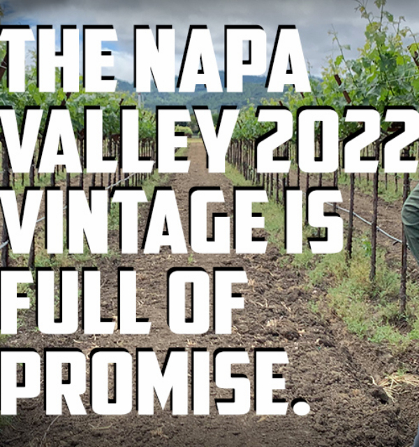 Early Report: Napa Valley's 2022 vintage is looking good!
