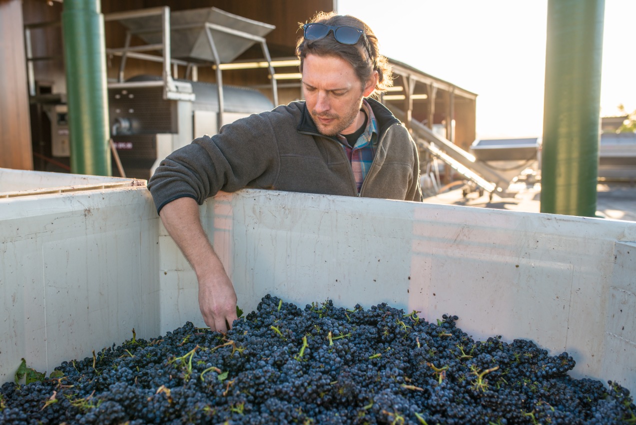 man at winery facility inspects grapes