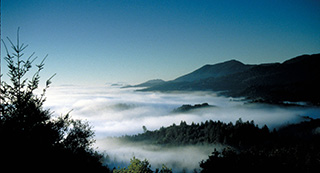 Napa Valley fog representing the 2011 Climate Change Study