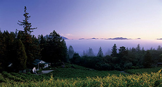 Napa Valley fog representing the Climate Research Project