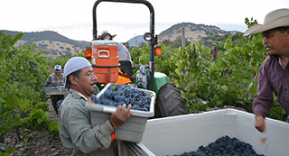 Napa Valley vineyard workers representing farmworker housing advocacy