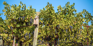 Napa Green vineyard representing the 2020 sustainability goal