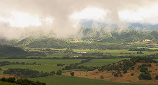 Napa Valley fog representing the Climate Change Study