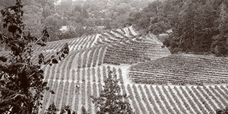 Napa Valley vineyards representing the Agricultural Preserve