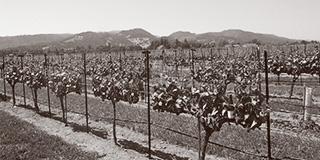Napa Valley vineyards representing California's first AVA