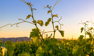 Napa Valley Vintners commitment to diversity