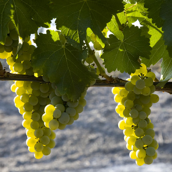 How Chardonnay is Made