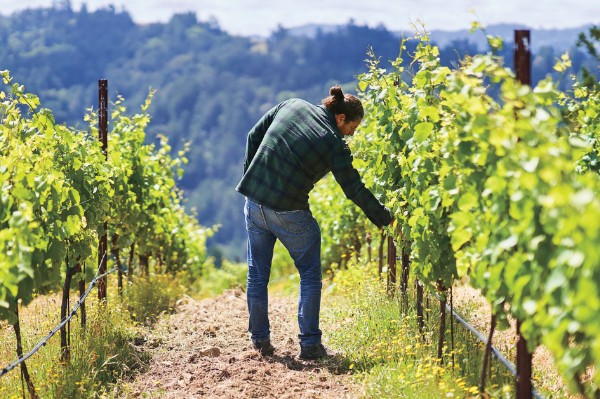 Napa Valley White Wines with an Italian Accent