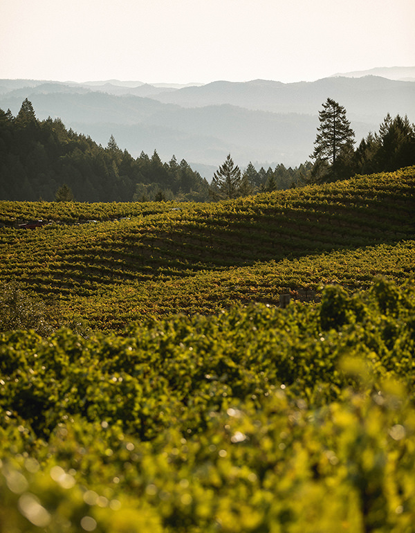 landscape overlooking vineyards with mountains in distance