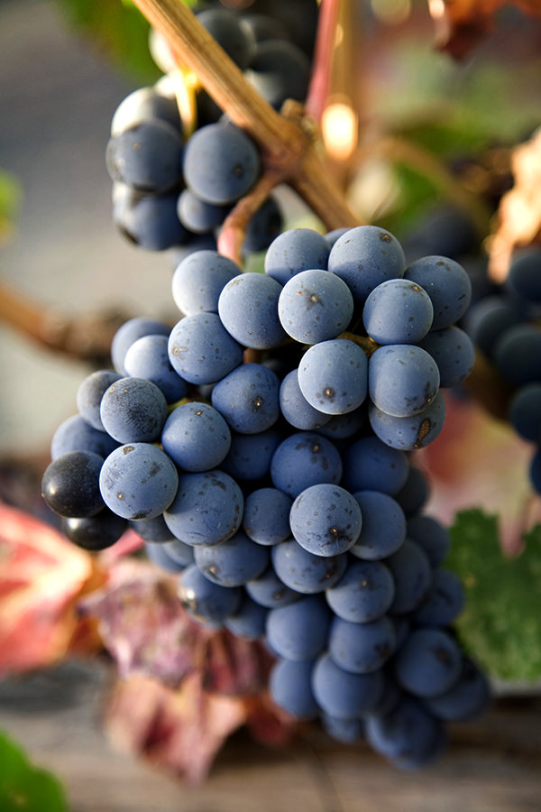 red grape cluster ready for harvest