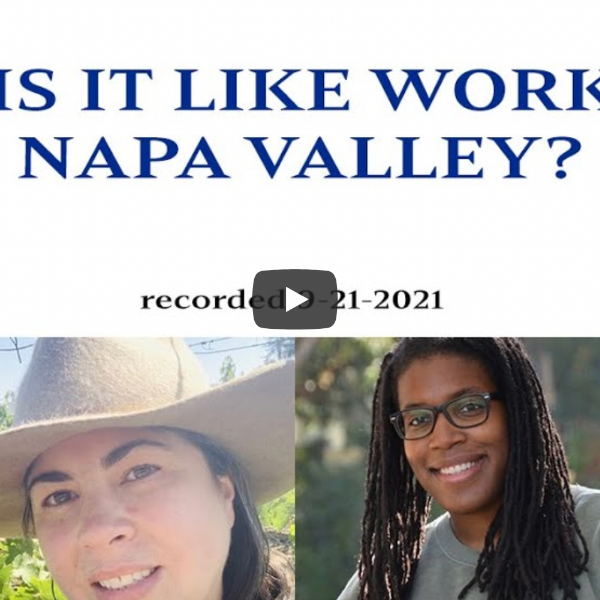 What is it like to be an intern during harvest in Napa Valley