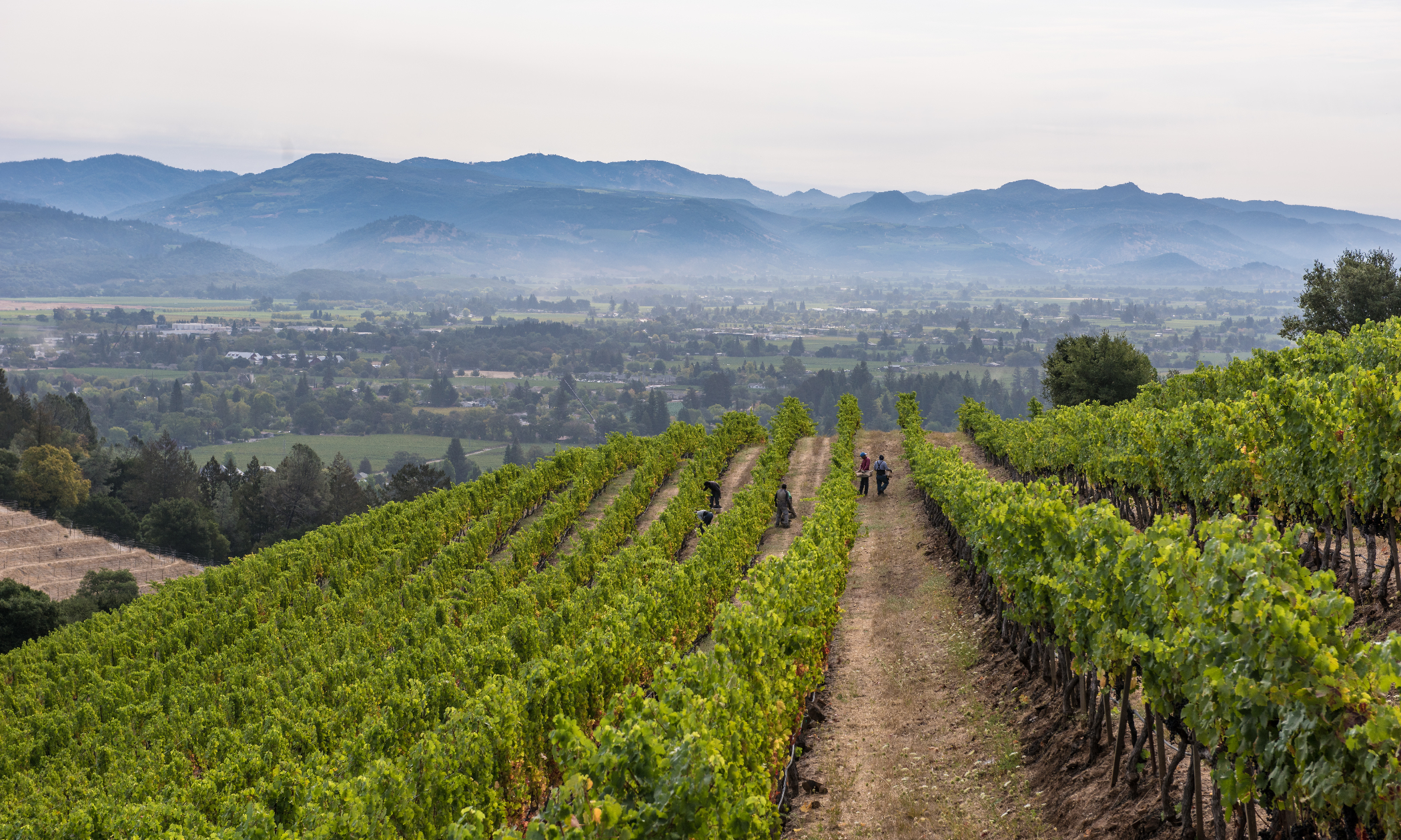 What Makes Napa Valley Ideal for Cabernet Sauvignon? - Napa Valley Region  Articles & Media Gallery