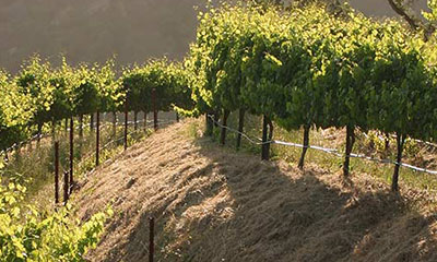 Soils and Geology