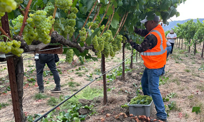 2026 Harvest Begins with First Grape Pick