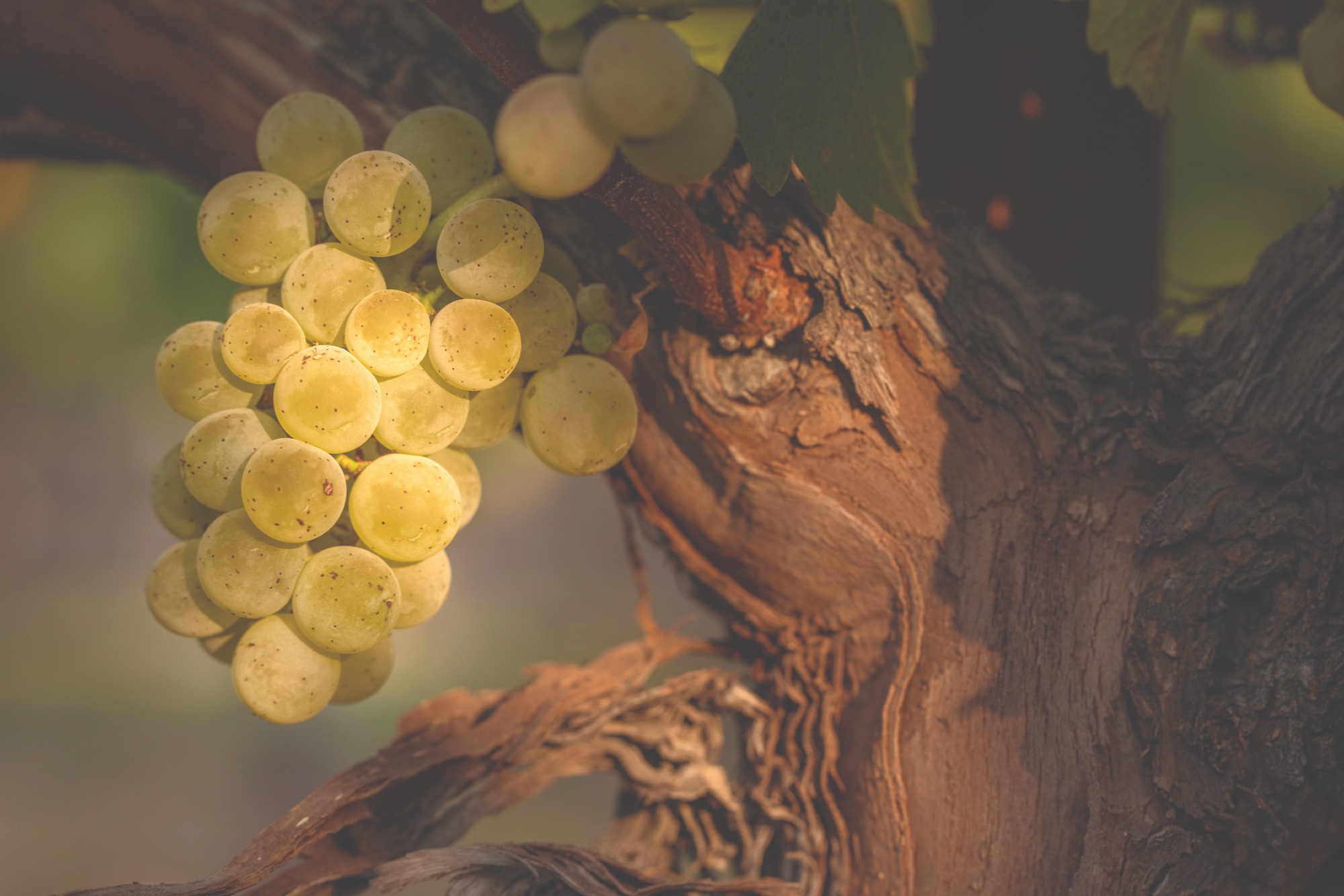 close up of white grapes on the vine in sunlight