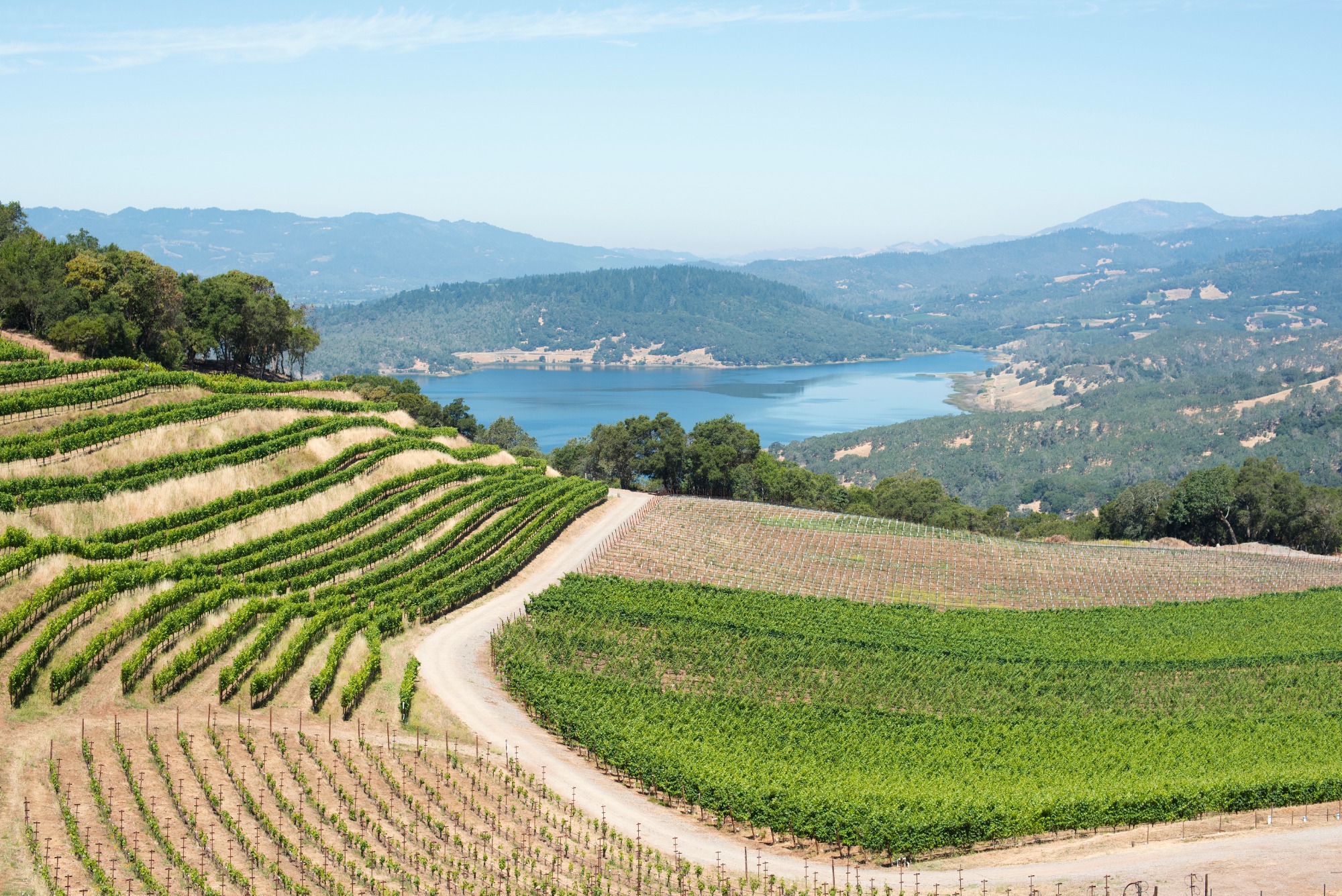 hillside vineyards with lake in distance