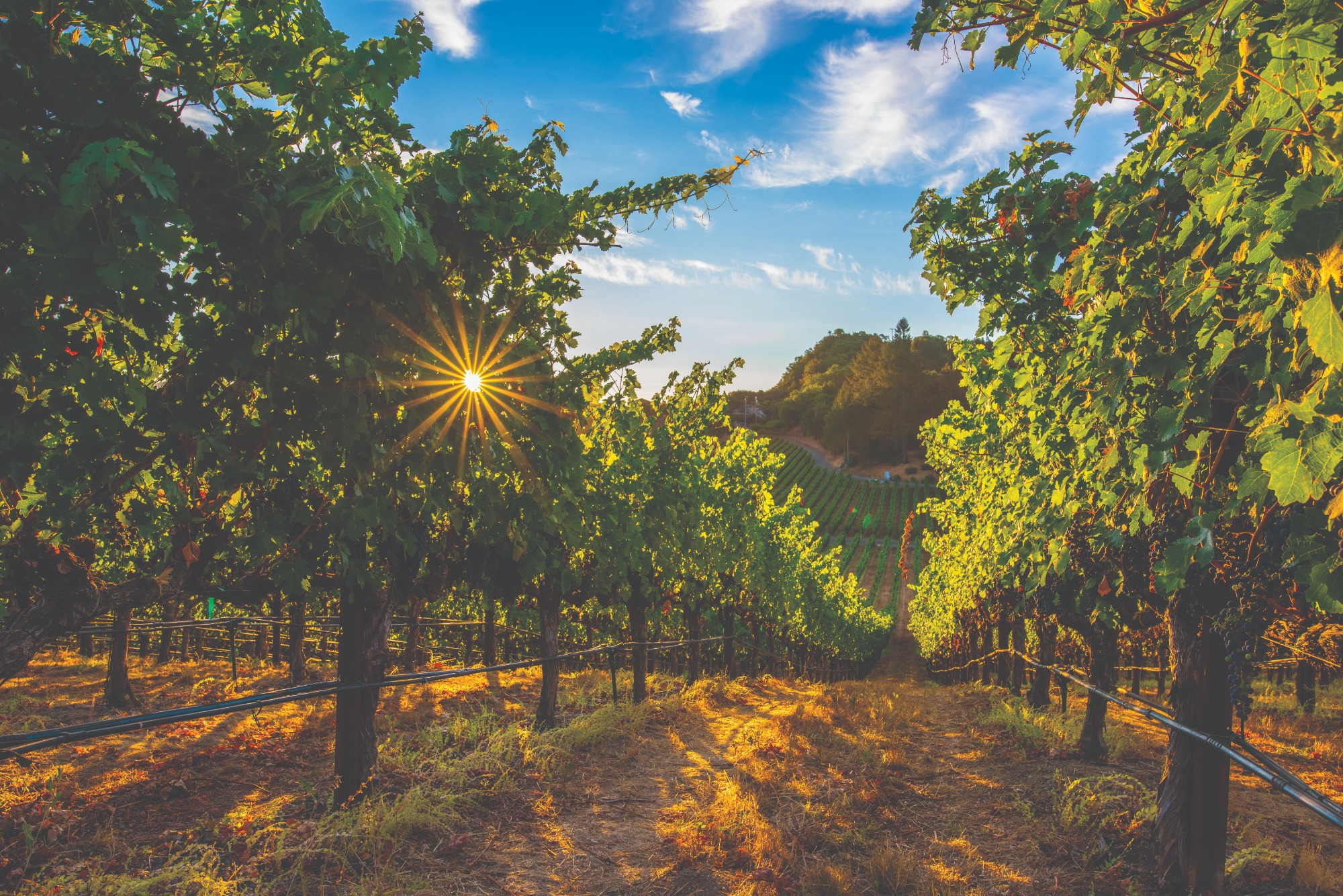 sunset in a lush green vineyard