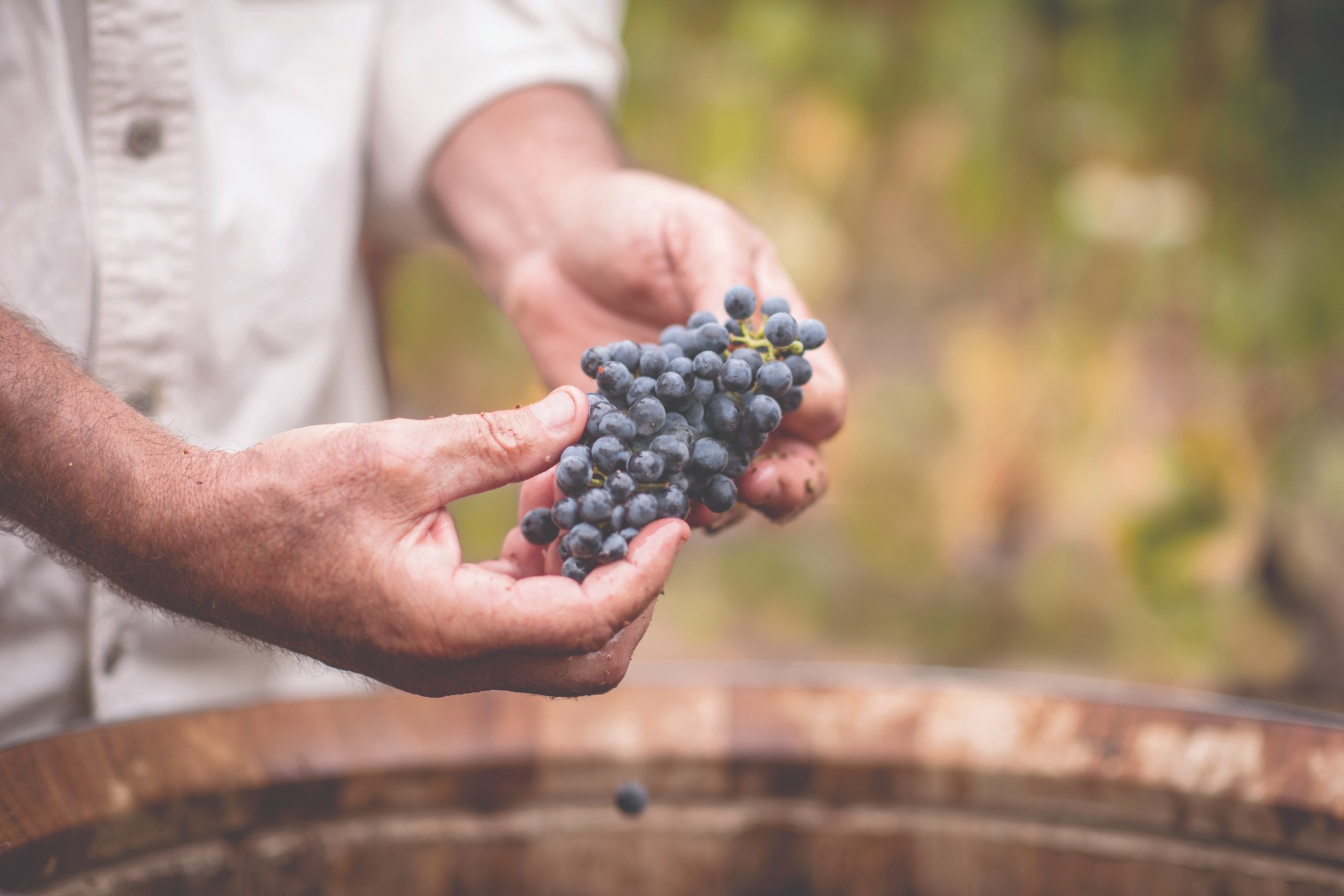 close-up on man holding grape cluster