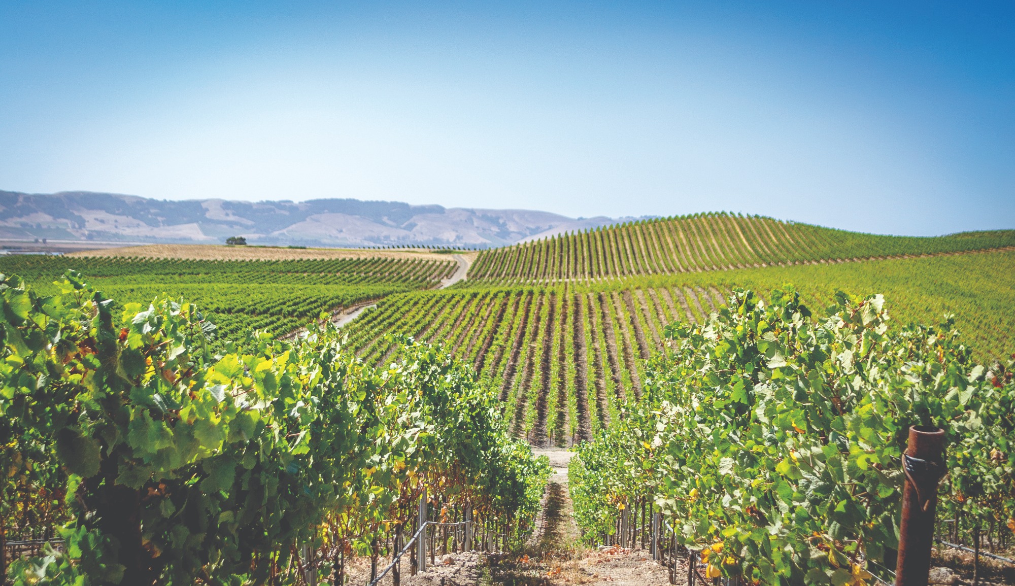 green vineyards under a blue sky