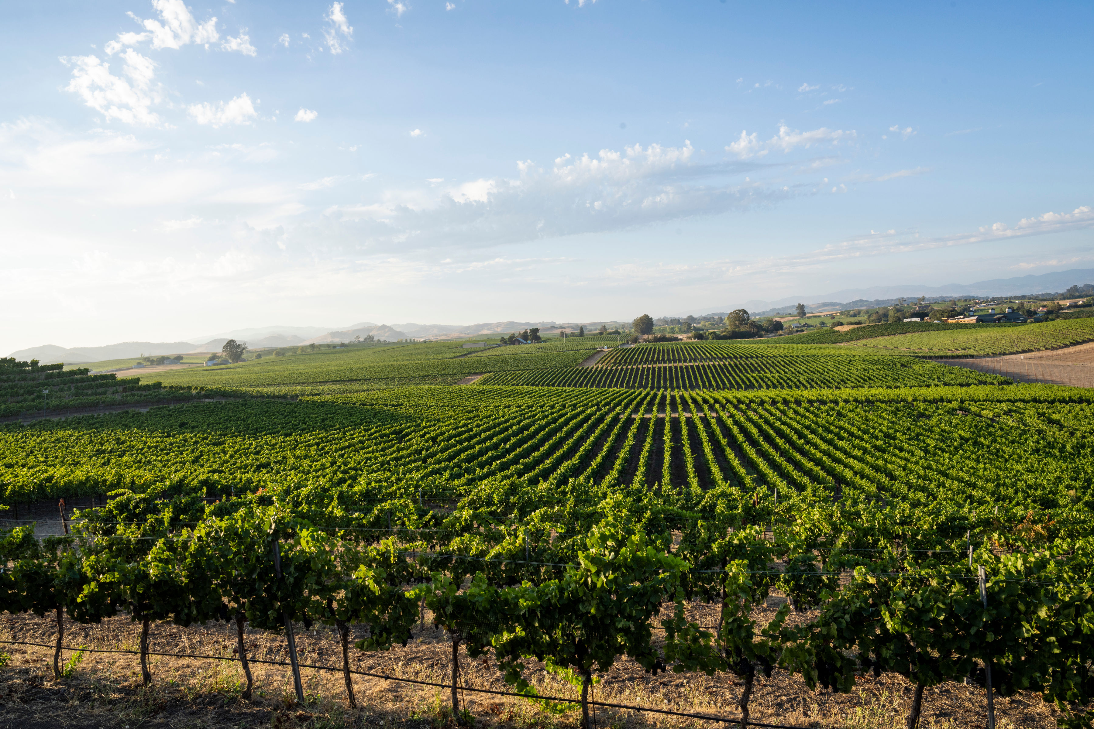 Los Carneros AVA