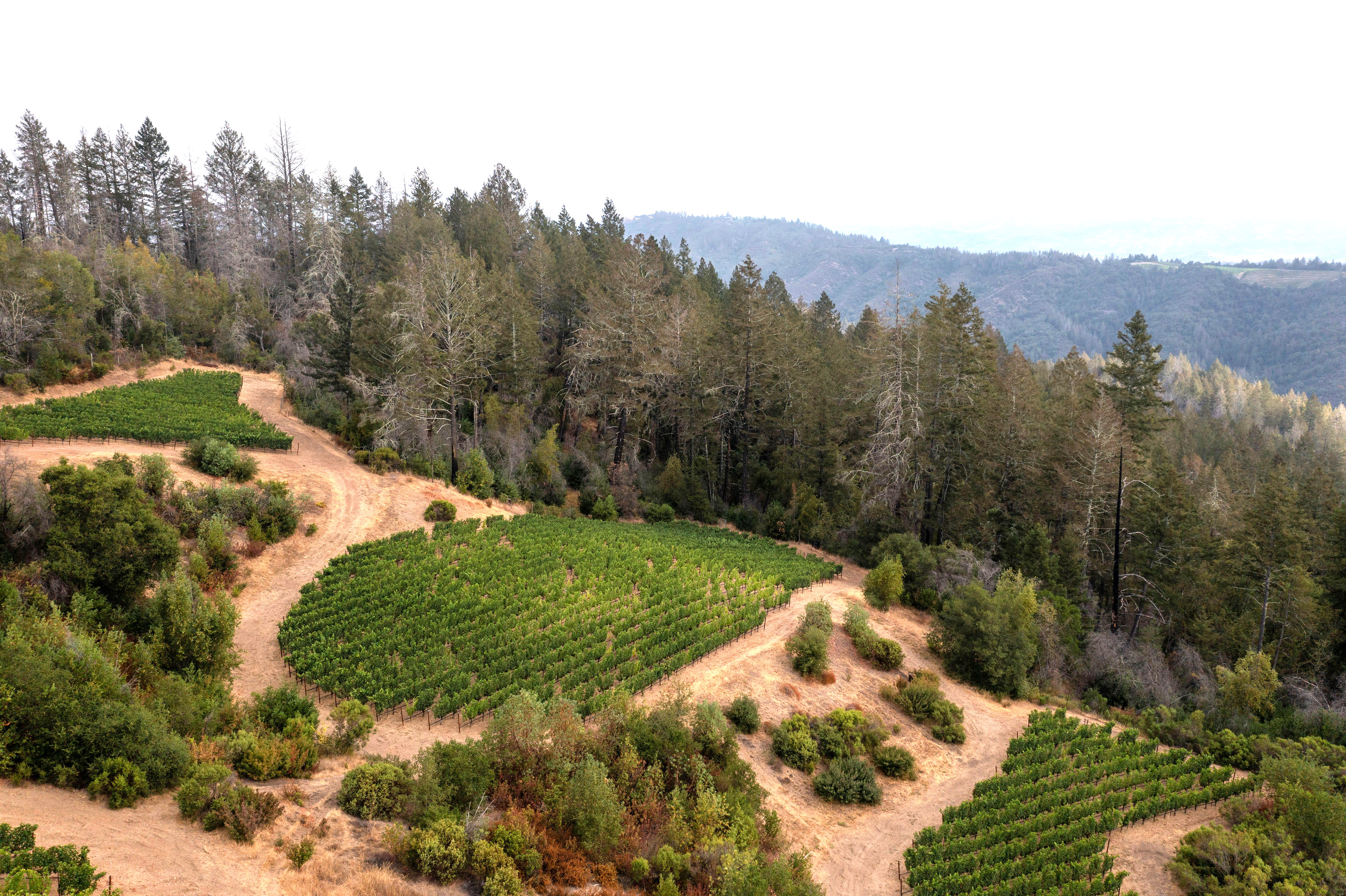 Mount Veeder AVA