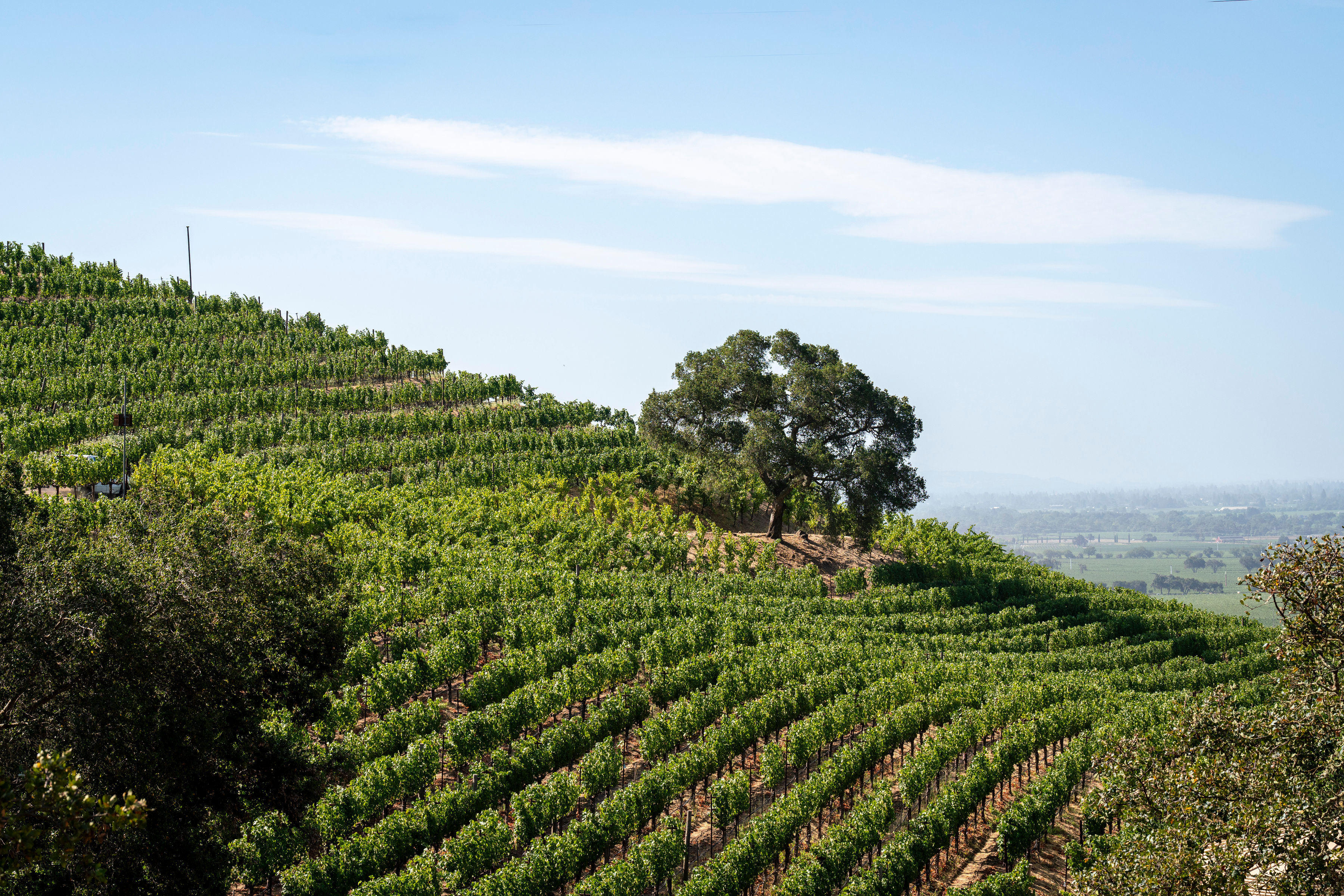 Stags Leap District AVA